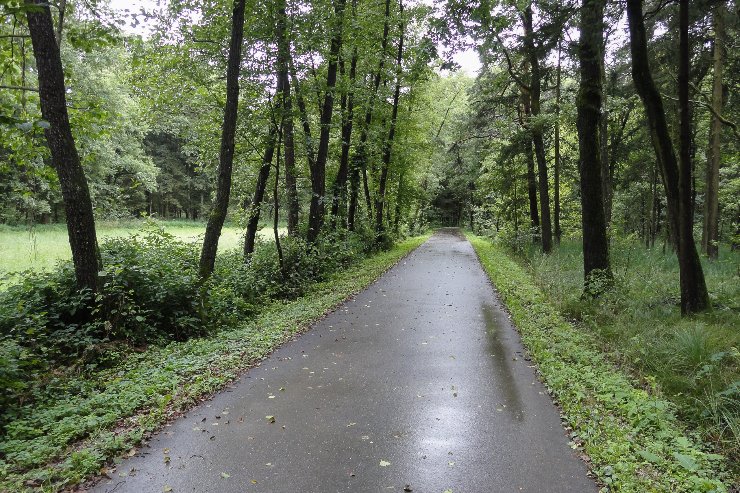 Nasser Weg durch den Park